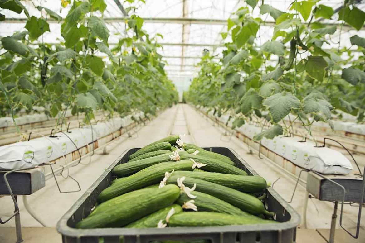 Greenhouse cucumber buy and sell