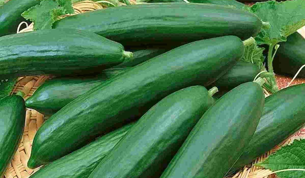 Greenhouse cucumber buy and sell