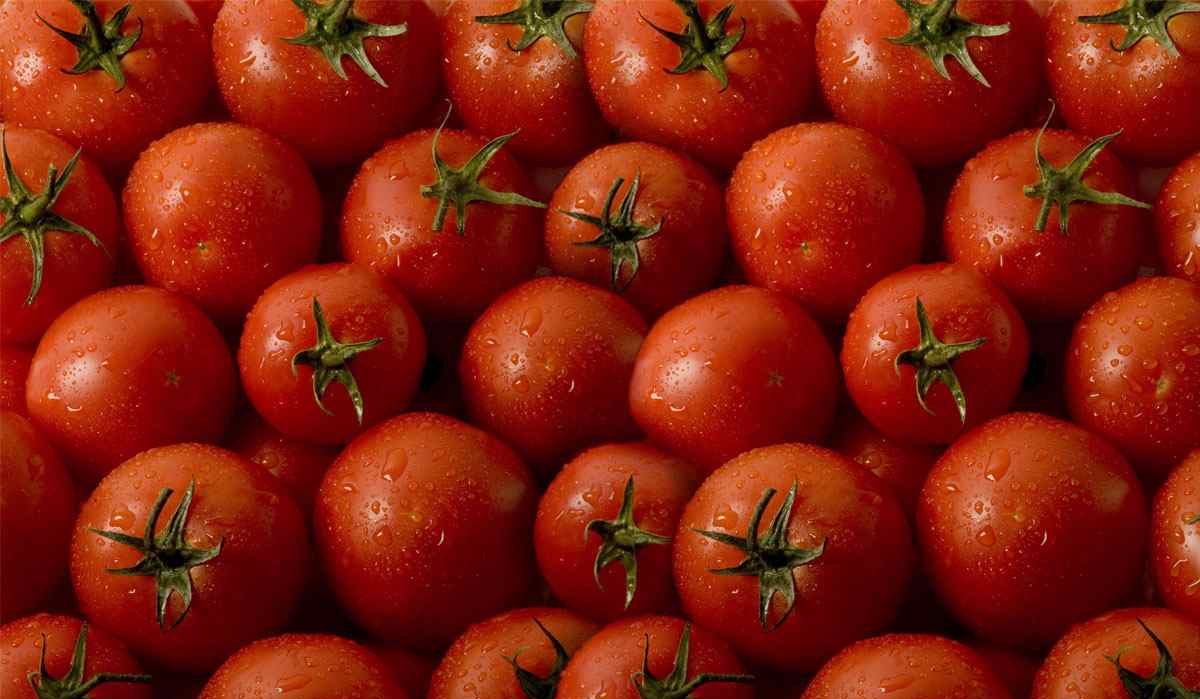  Tomato plant variety classification and features of each 