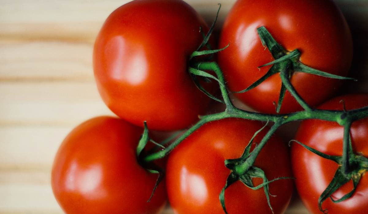  Tomato plant variety classification and features of each 