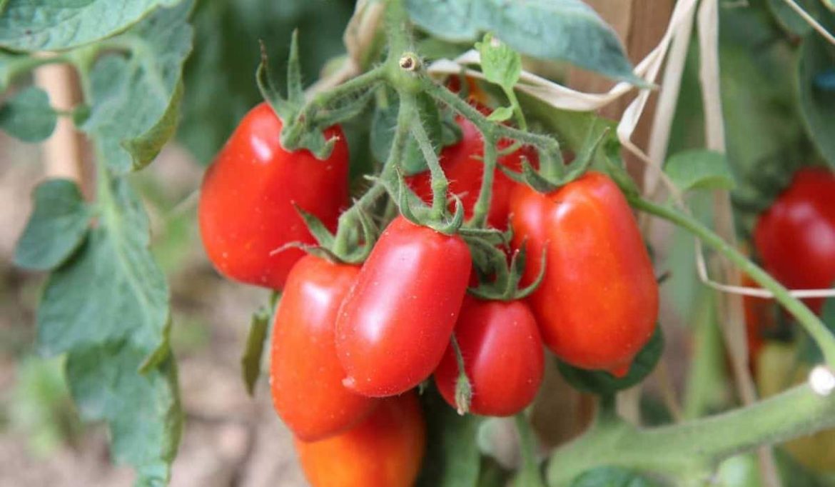 roma tomato plant leaves+ size