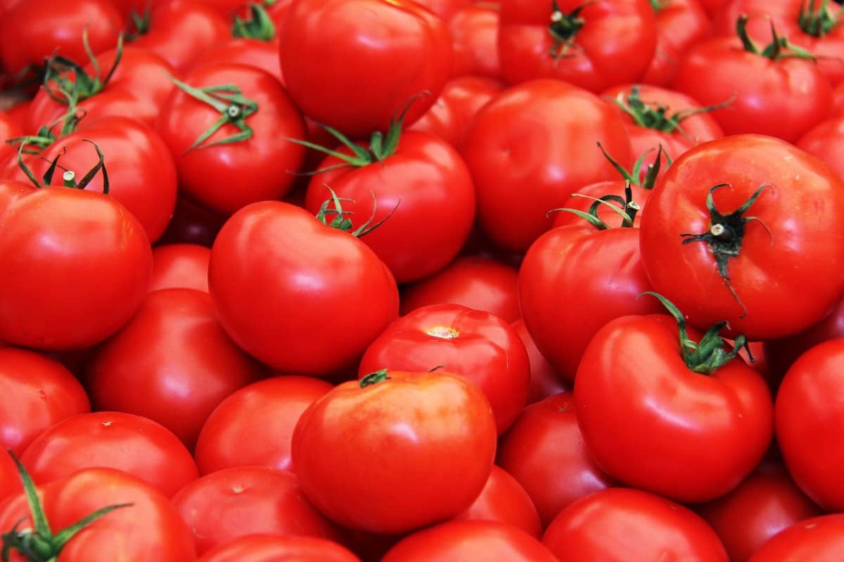  Fresh tomatoes good for bloating 
