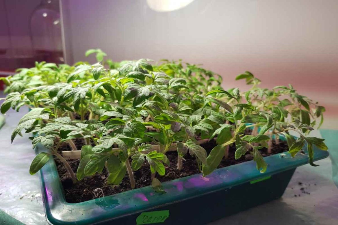 Best light for growing tomatoes indoors you don’t know