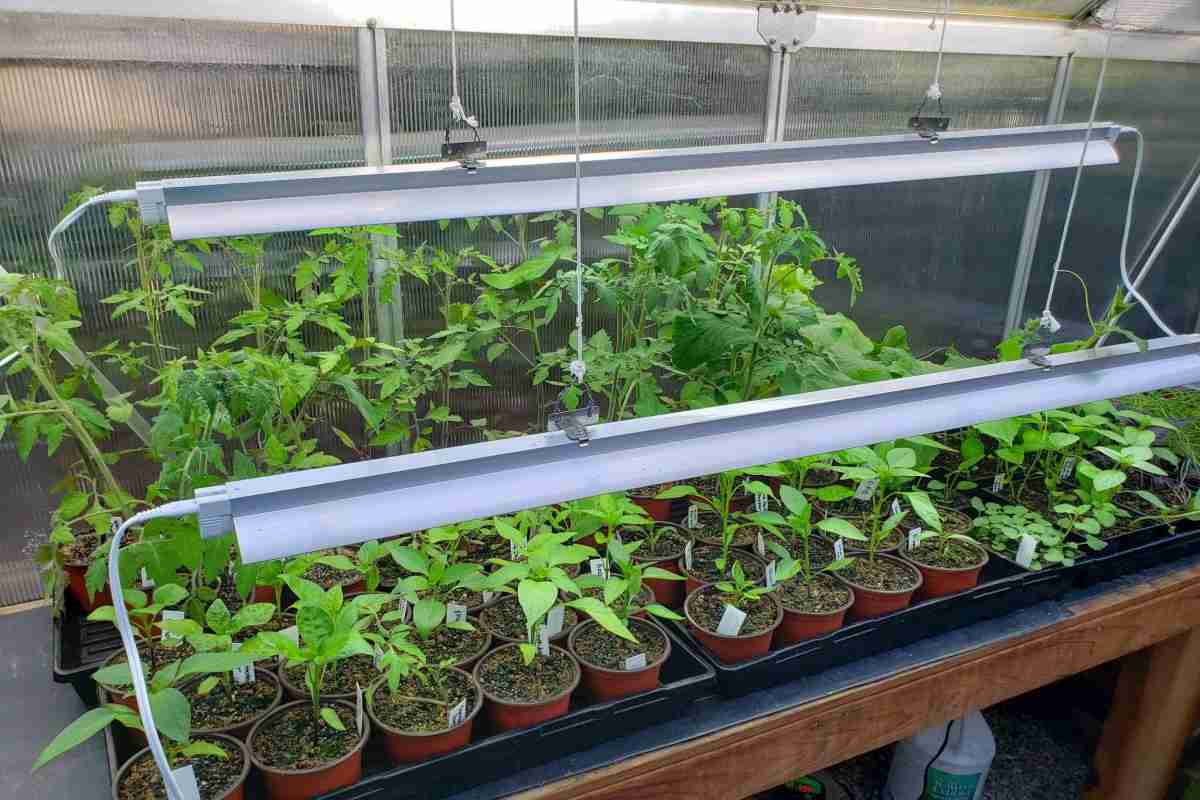  Best light for growing tomatoes indoors you don’t know 