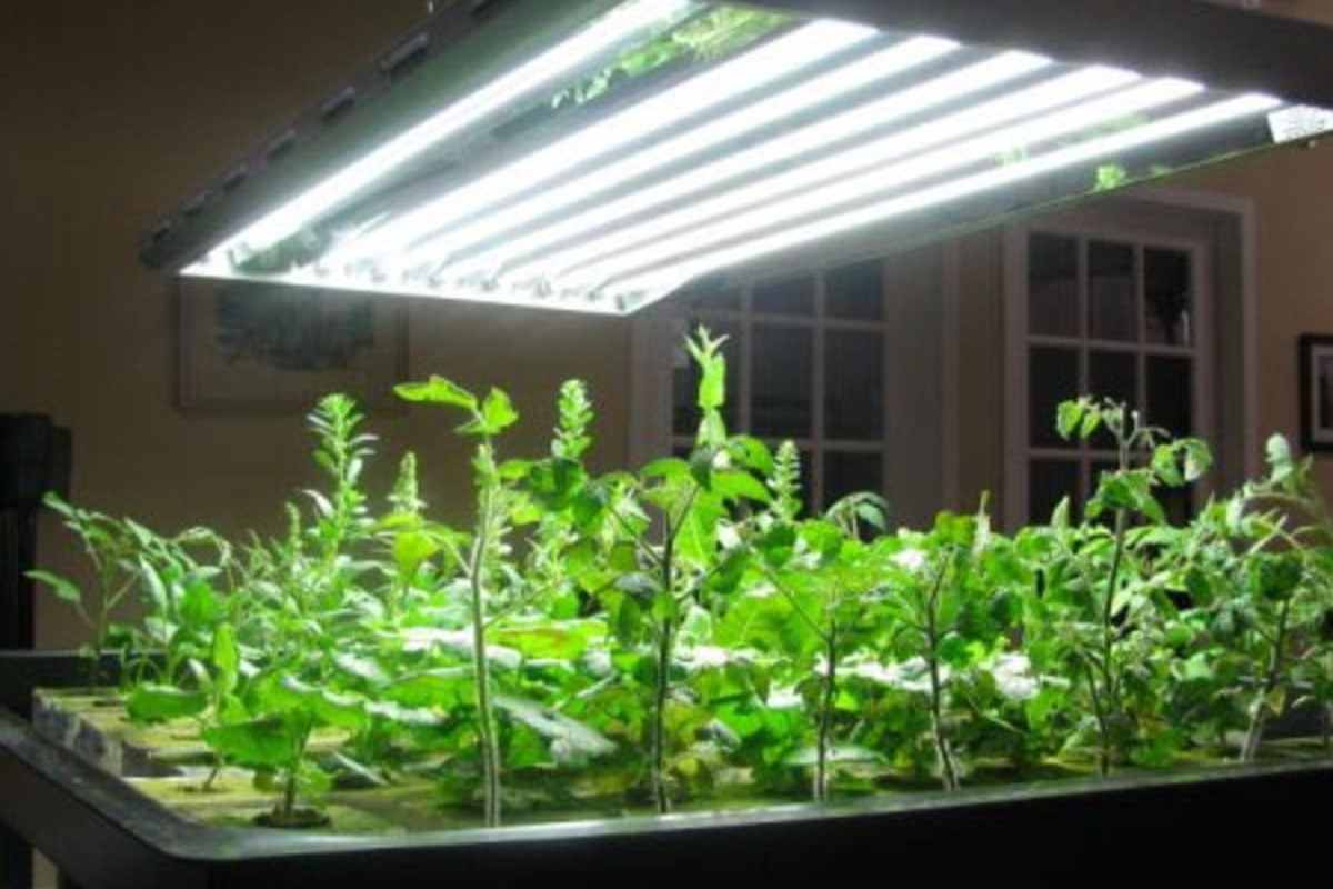  Best light for growing tomatoes indoors you don’t know 