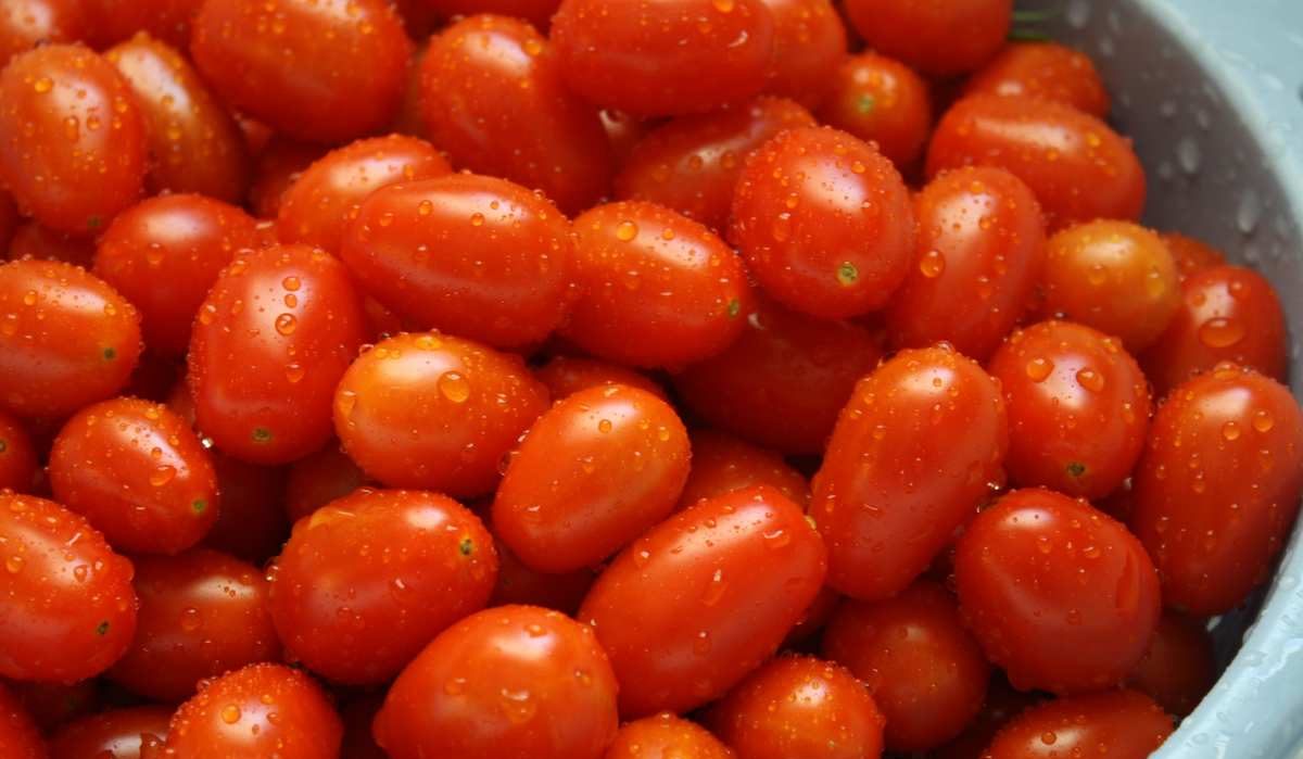  buy Grape Tomatoes + Introducing the broadcast and supply factory 