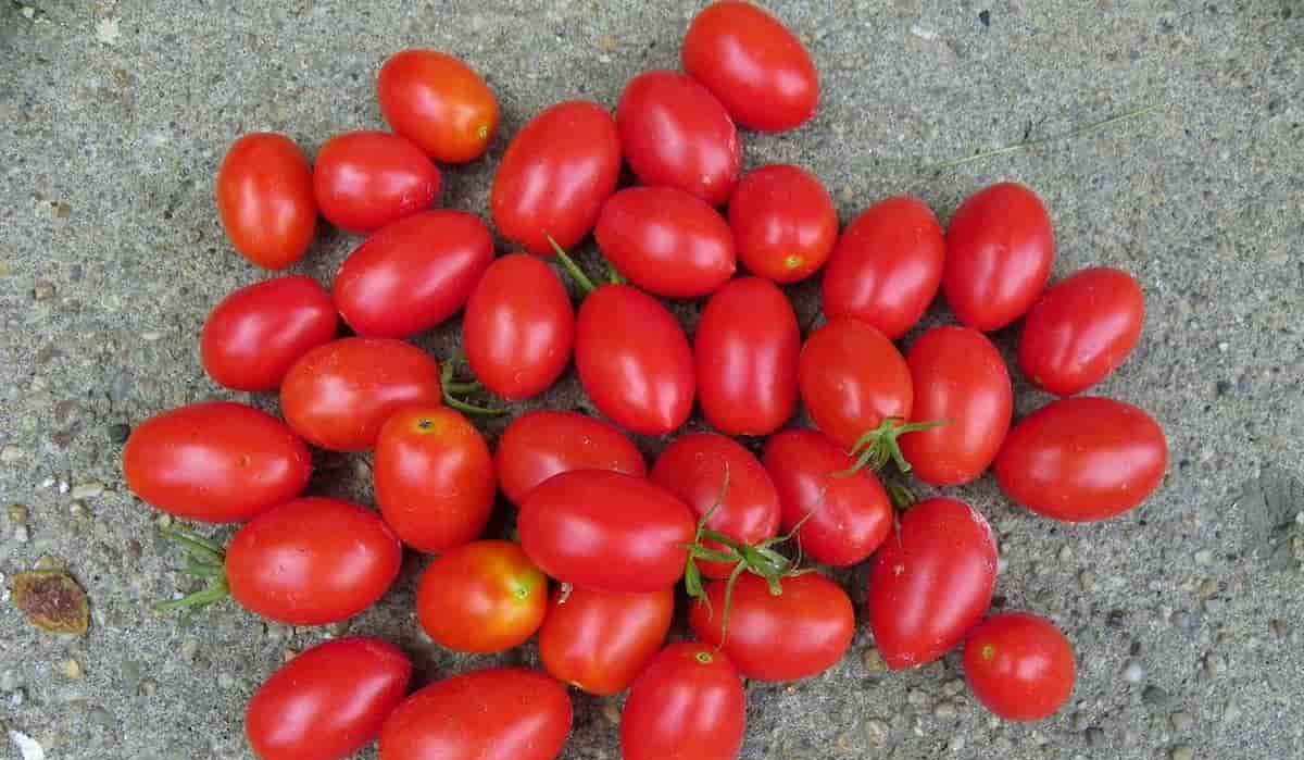  buy Grape Tomatoes + Introducing the broadcast and supply factory 