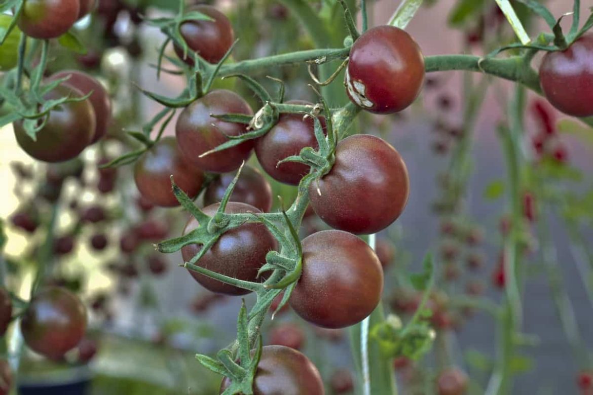 Buy Black Cherry Tomato Plants + Great Price with Guaranteed Quality