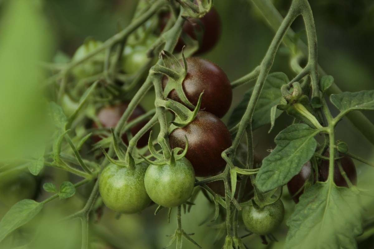  Buy Black Cherry Tomato Plants + Great Price with Guaranteed Quality 