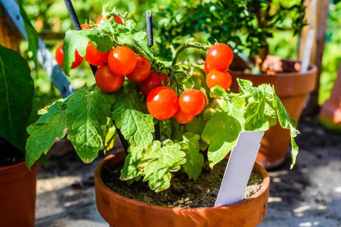 planting beefsteak tomatoes in pots