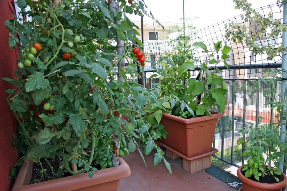  planting beefsteak tomatoes in pots 