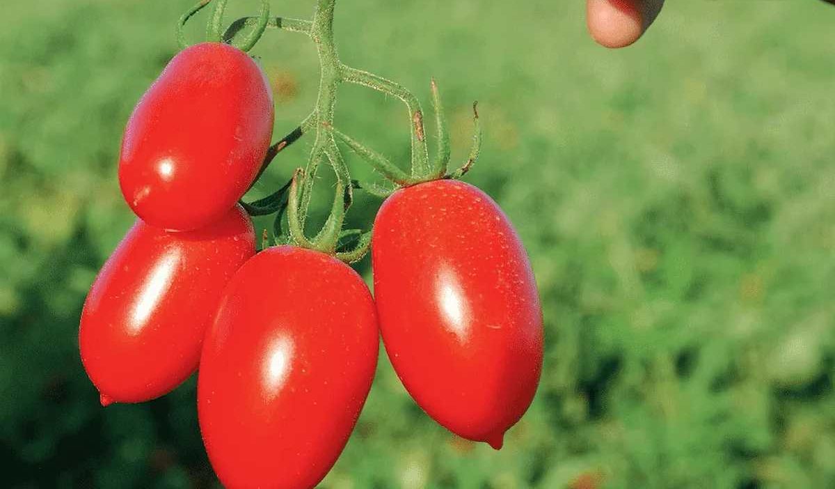  roma tomato nutrition data 