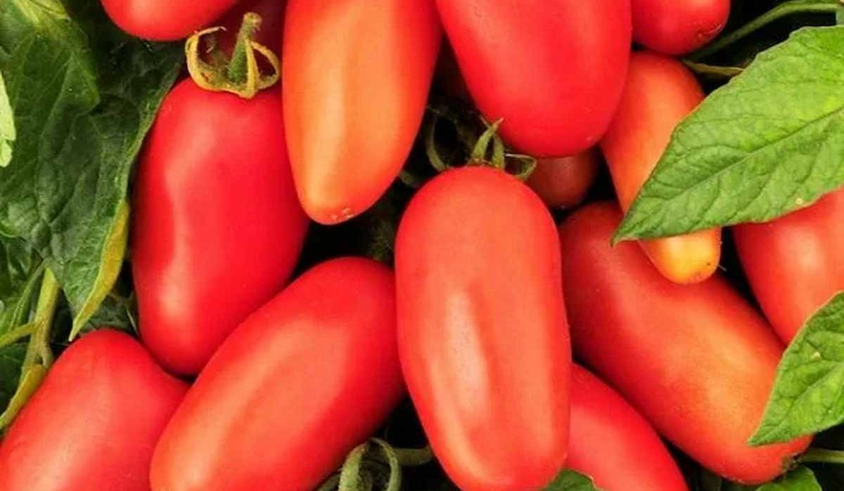  roma tomato nutrition data 