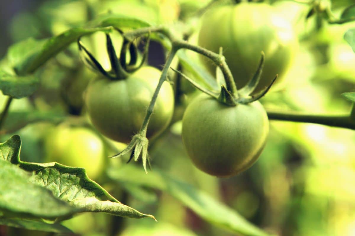  Green tomatoes taste + benefits 