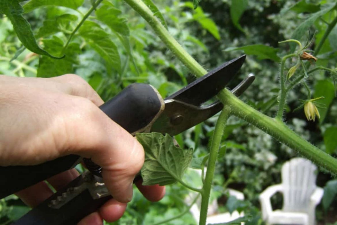 beefsteak tomato plant pruning