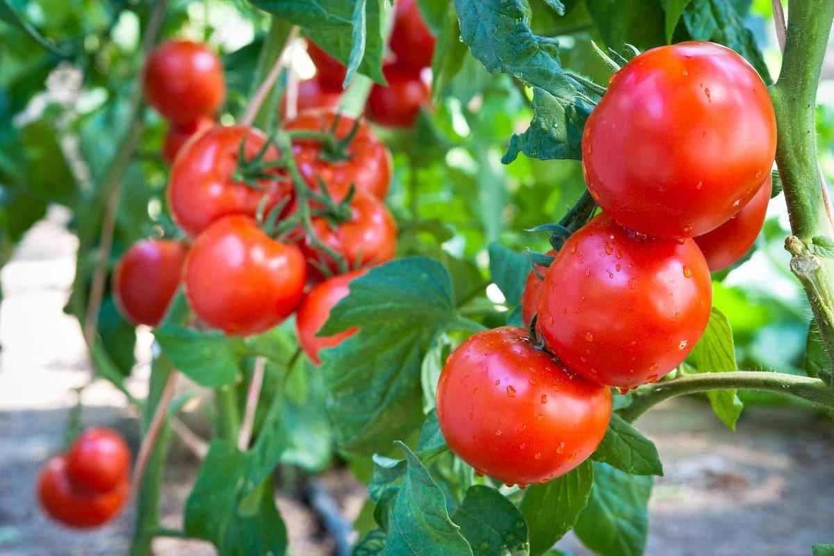 are tomatoes good for fertility 