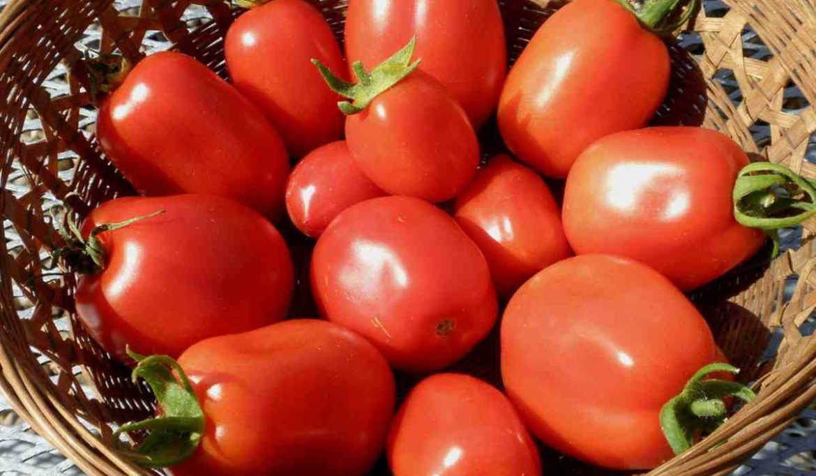 Price and purchase of Low Moisture Roma Tomato + Cheap sale