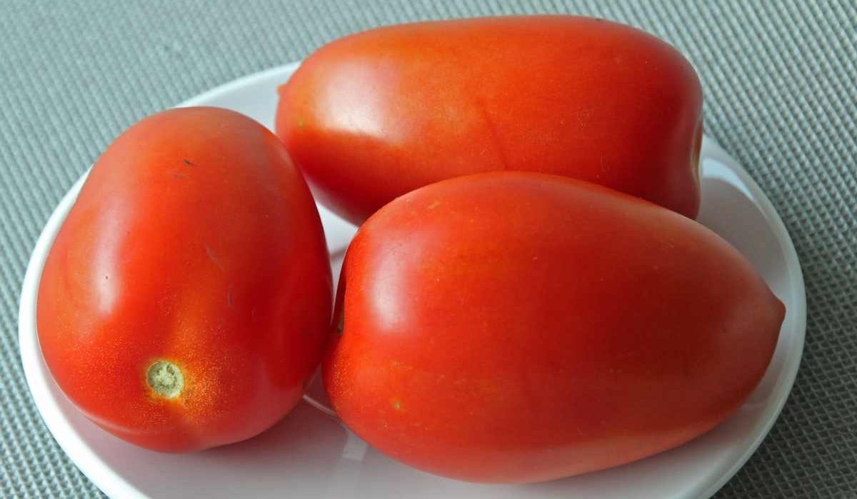  Price and purchase of Low Moisture Roma Tomato + Cheap sale 