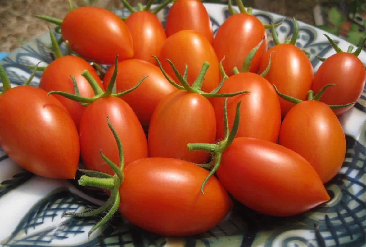  Roma tomato growing tips 