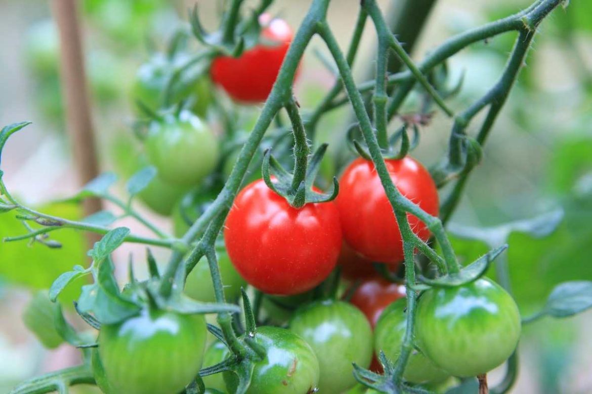 Growing tomatoes indoors with artificial light