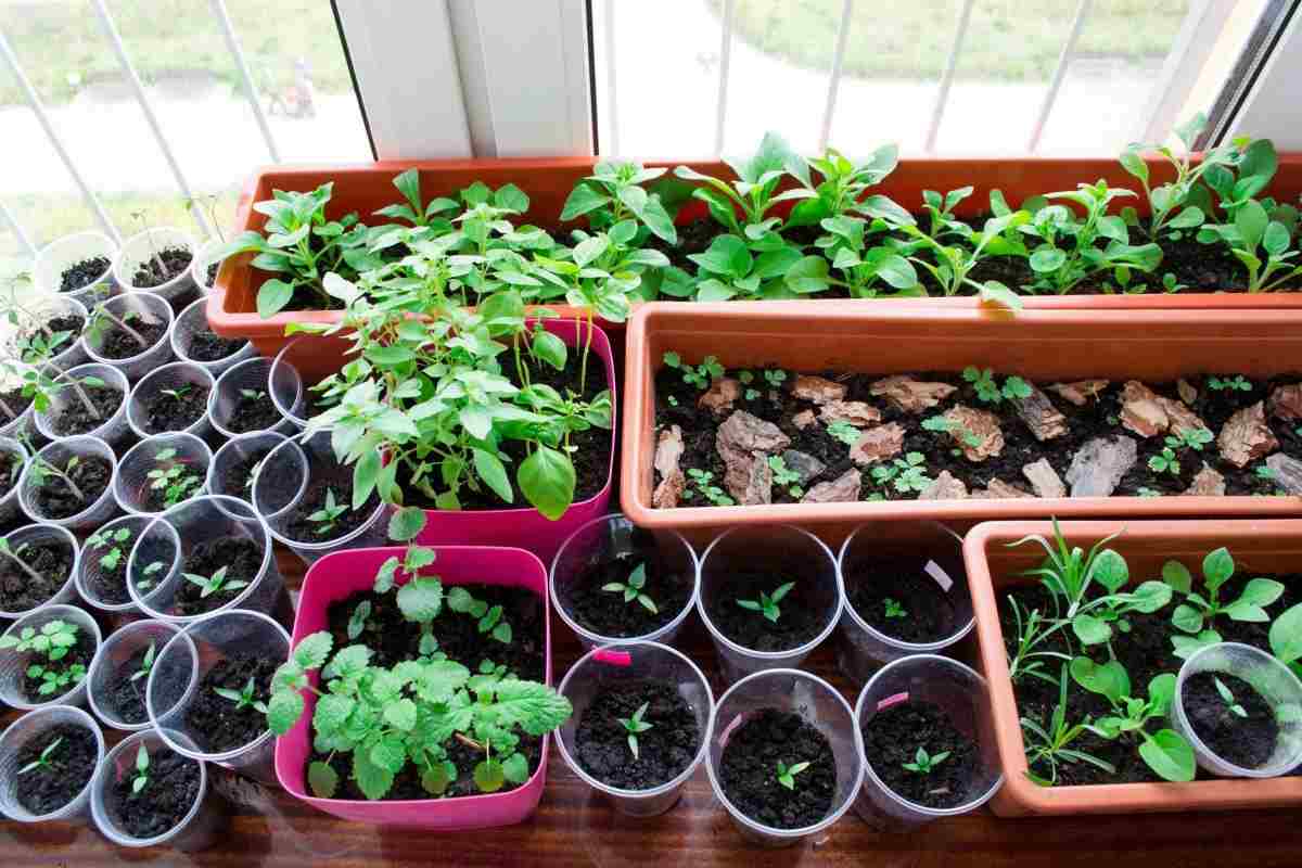  Growing tomatoes indoors with artificial light 