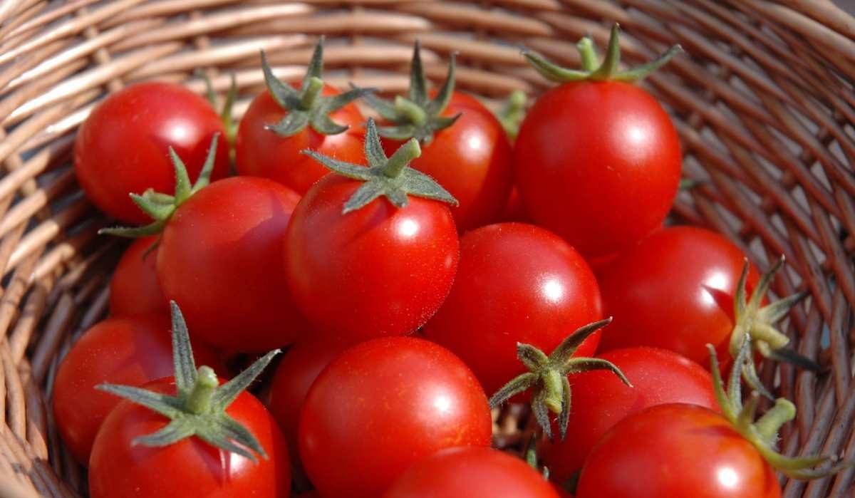  The best price for buying Tomato crop in USA 