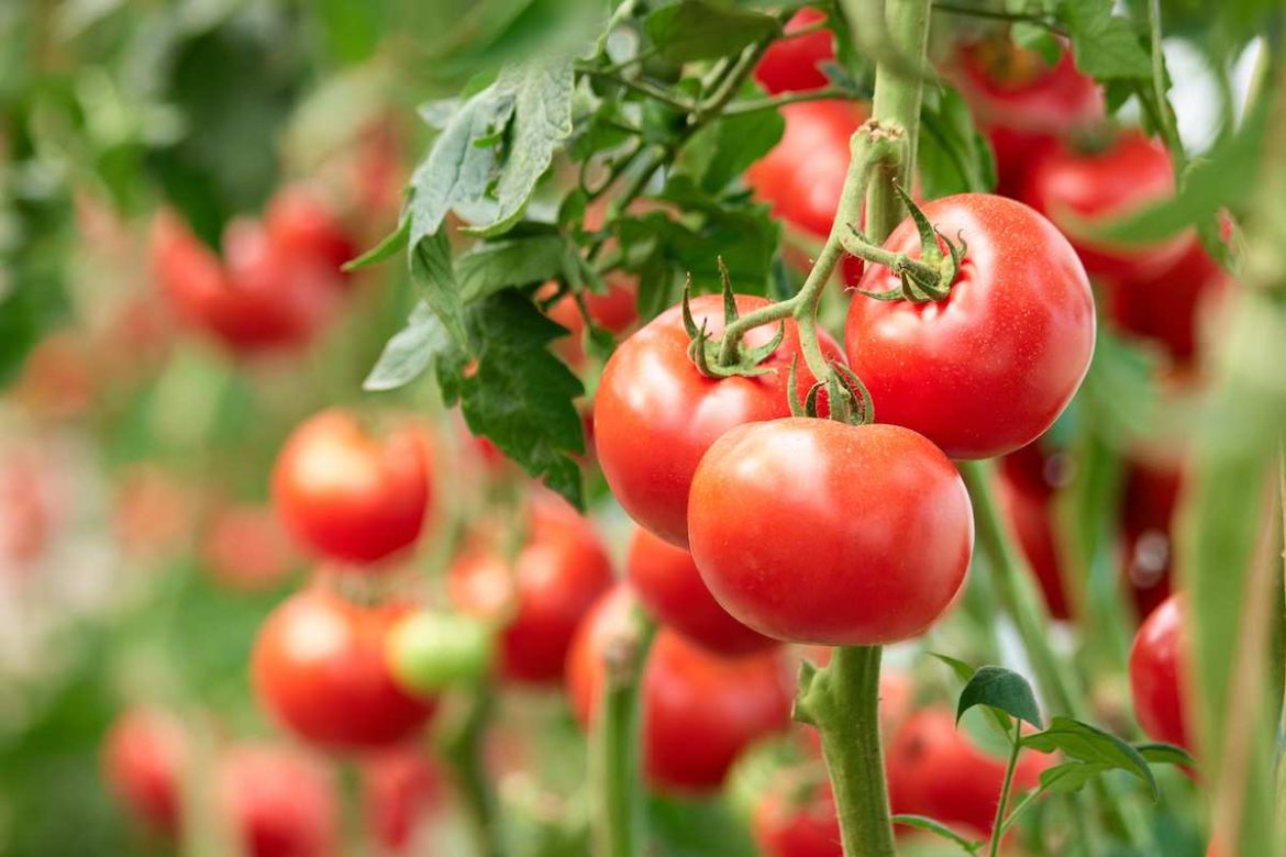 Ideal temperature and humidity for tomatoes