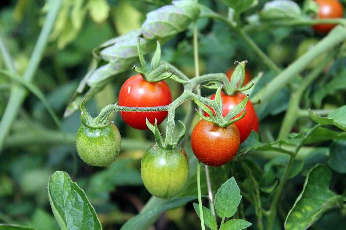  Ideal temperature and humidity for tomatoes 