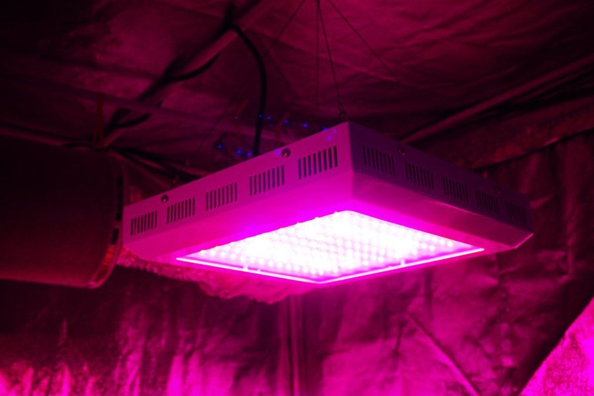 Will tomatoes ripen under grow lights+ purchase price