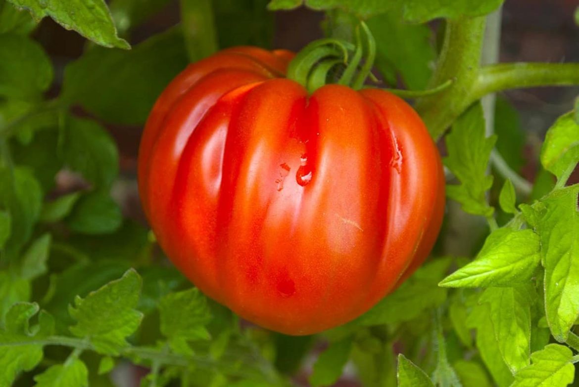 beefsteak tomato varieties + uses