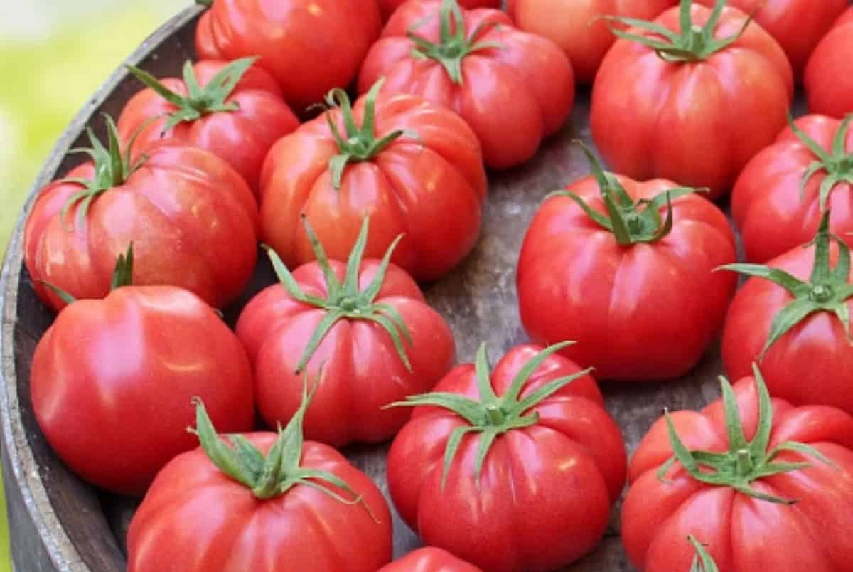  beefsteak tomato varieties + uses 