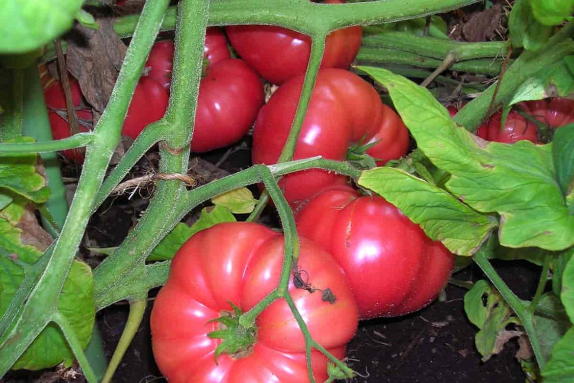 Price and purchase of German Pink Tomato Plant + Cheap sale