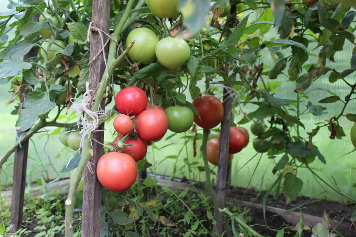  Price and purchase of German Pink Tomato Plant + Cheap sale 