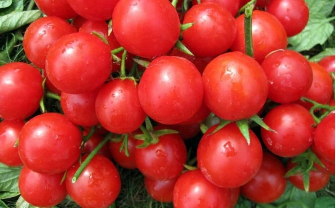 cherry tomato market price+ size