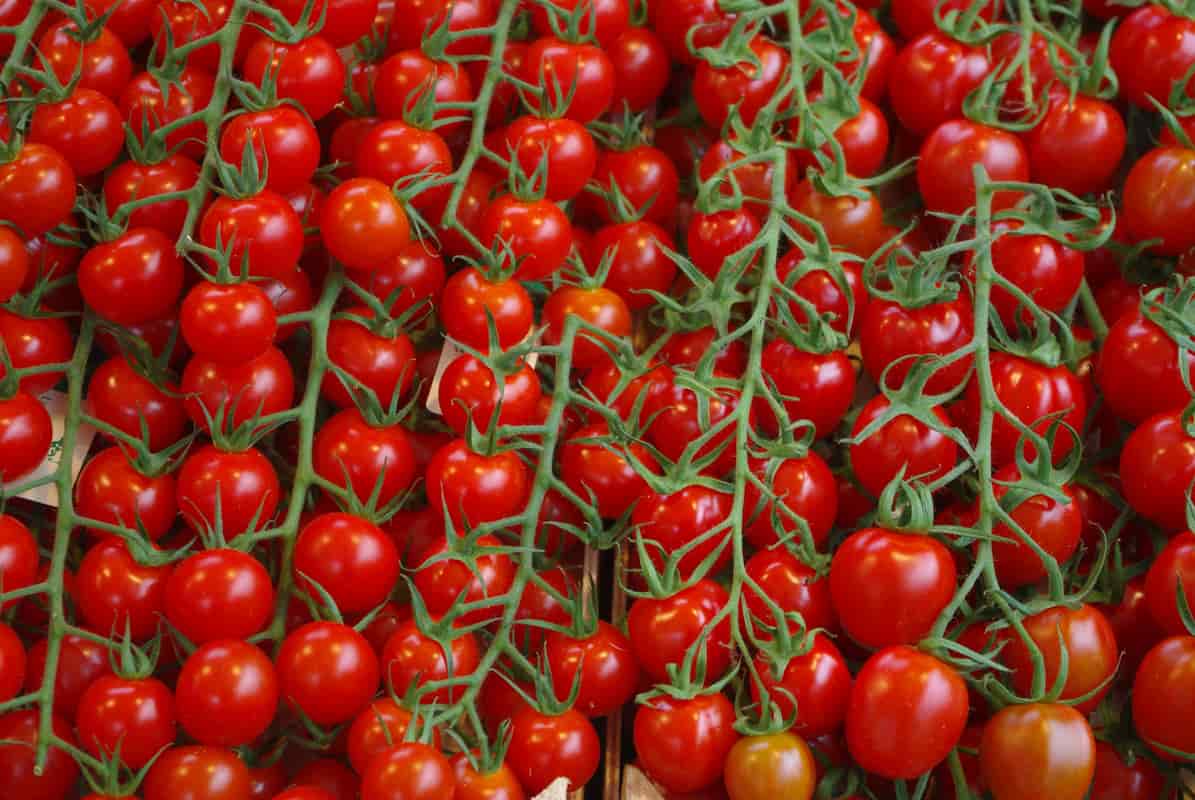  cherry tomato market price+ size 