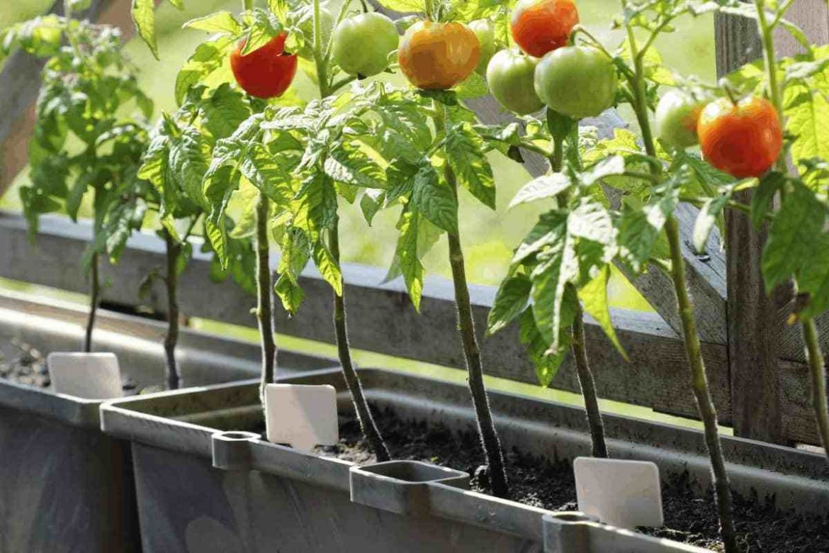 Purchase and price of wholesale plastic pots for tomatoes