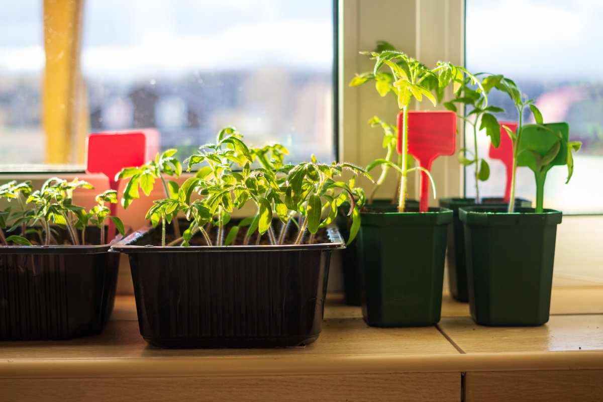  Purchase and price of wholesale plastic pots for tomatoes 