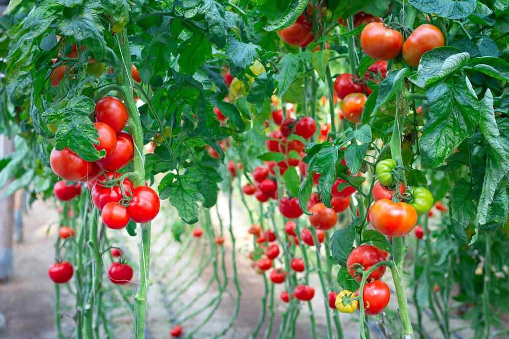 Early girl tomato plant | Buy at a cheap price 