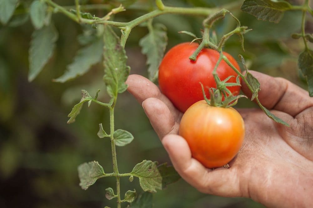  Early girl tomato plant | Buy at a cheap price 