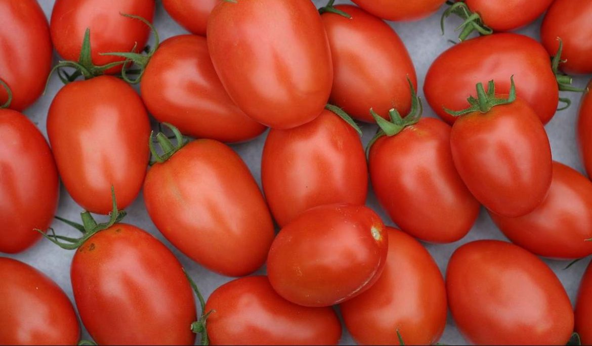 Buy All Kinds of Roma Various Tomato + Price