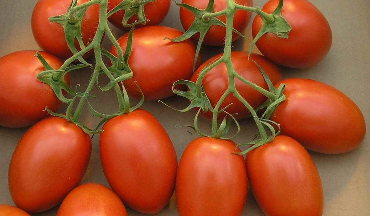  Buy All Kinds of Roma Various Tomato + Price 