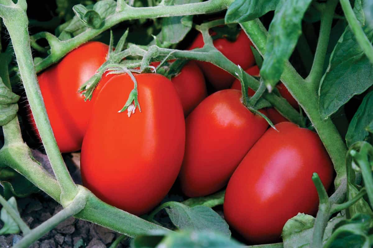  Roma tomato plant not flowering + diseases 