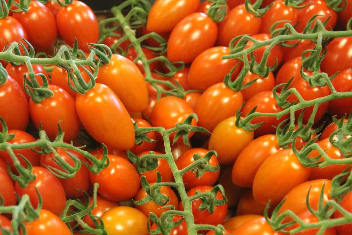  Roma tomato plant not flowering + diseases 