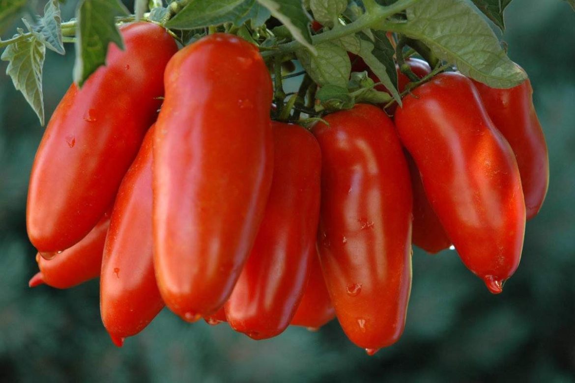 The Best Price for Buying San Marzano tomatoes