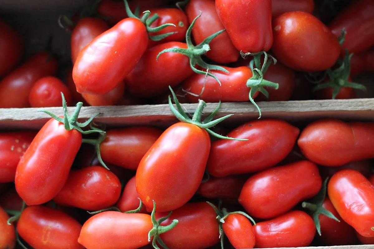  The Best Price for Buying San Marzano tomatoes 