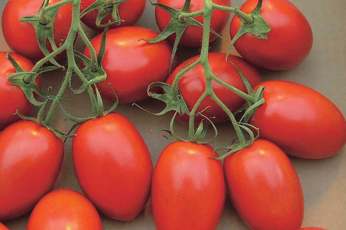  Roma tomato growing time 