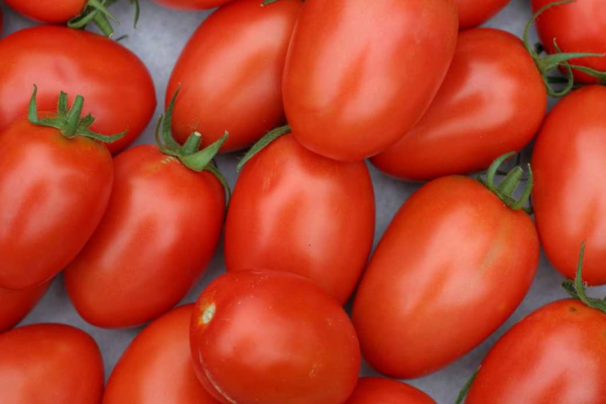  Roma tomato growing time 