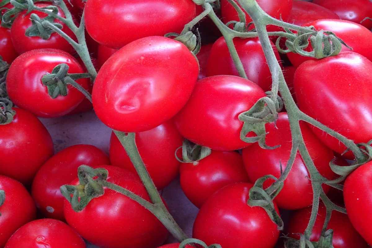  Giulietta tomato plant supply 