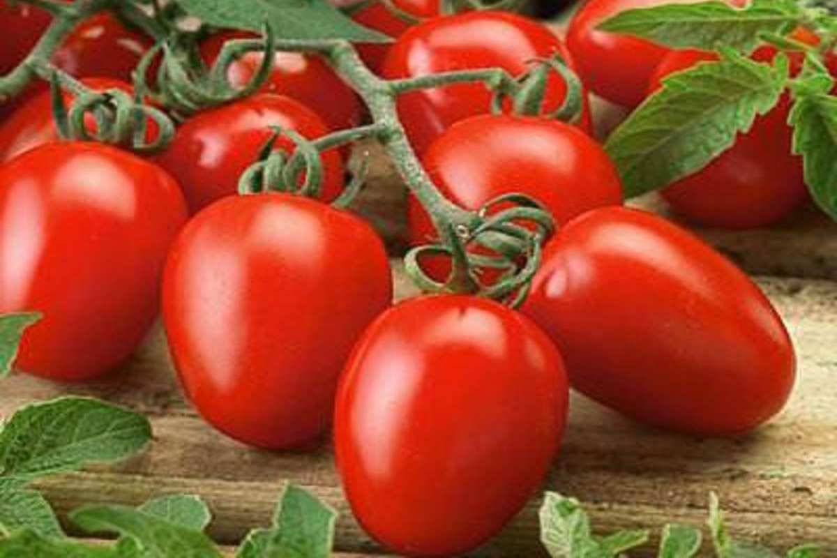  Giulietta tomato plant supply 