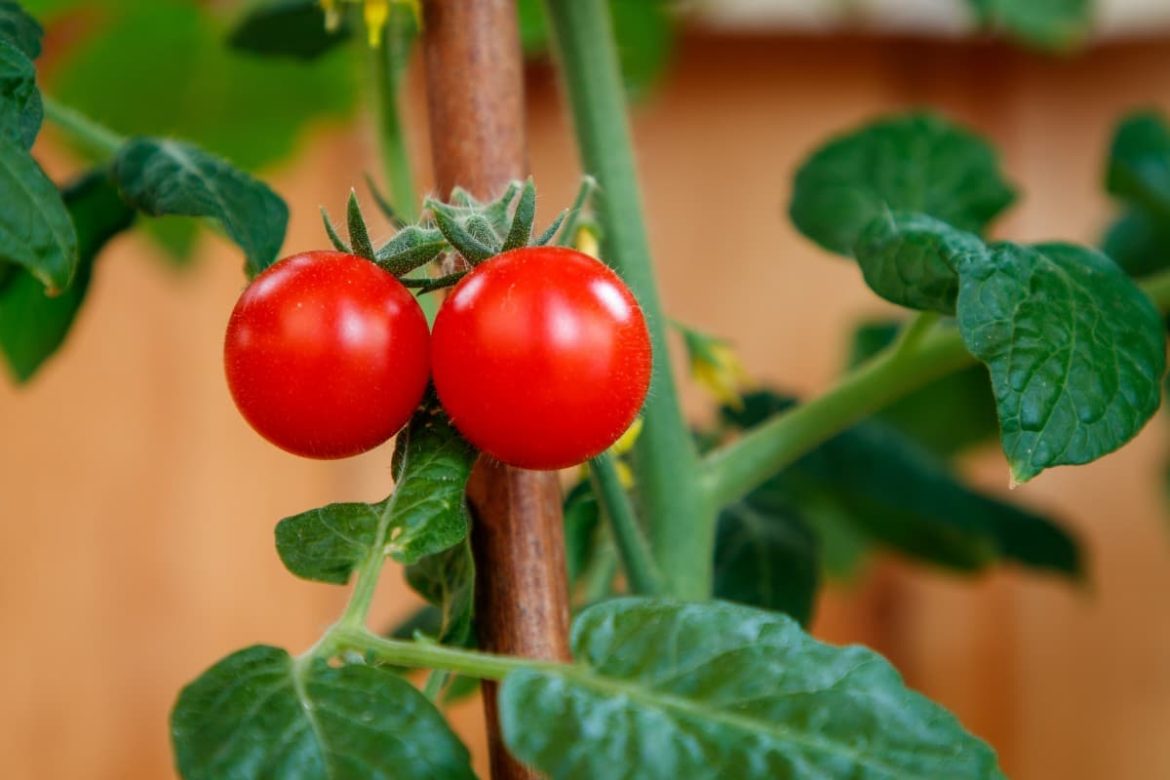 Tomato plant maintenance pruning important instructions and tips